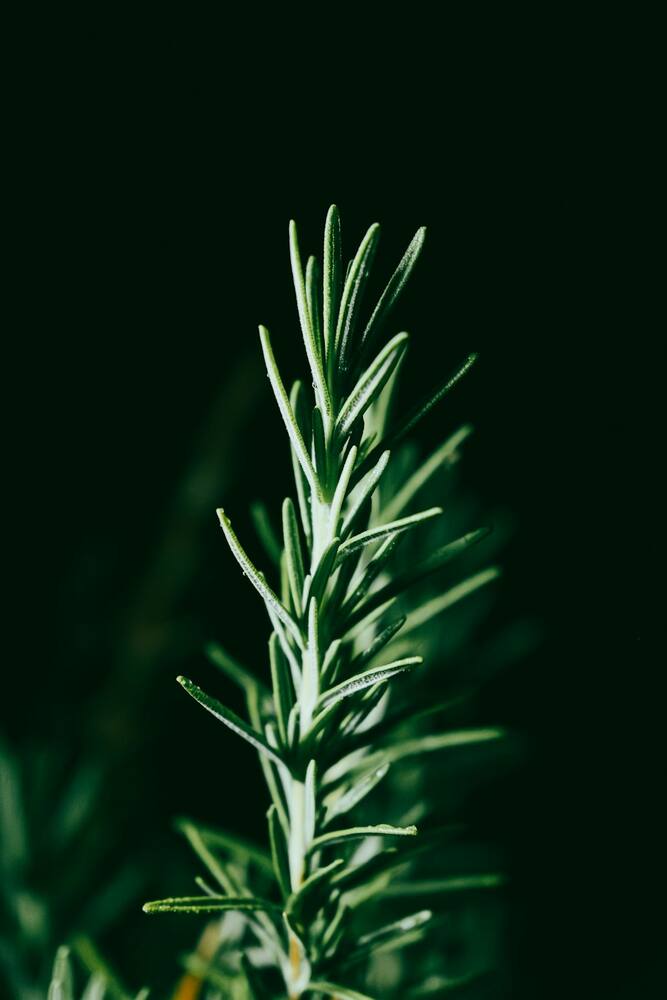 Saltbush sprig