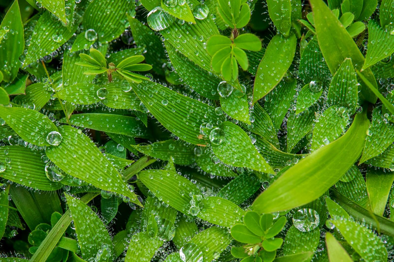 Dewy green grass