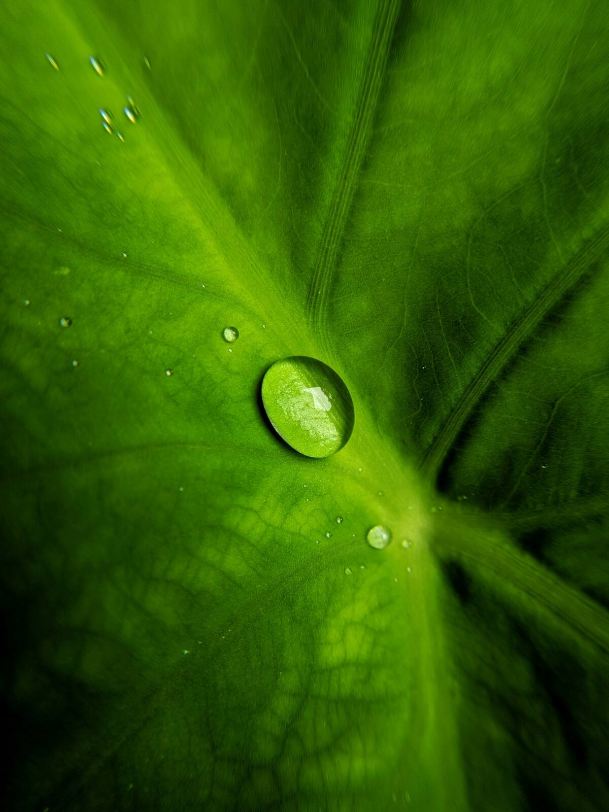 A sunlit dewdrop resting on a green leaf